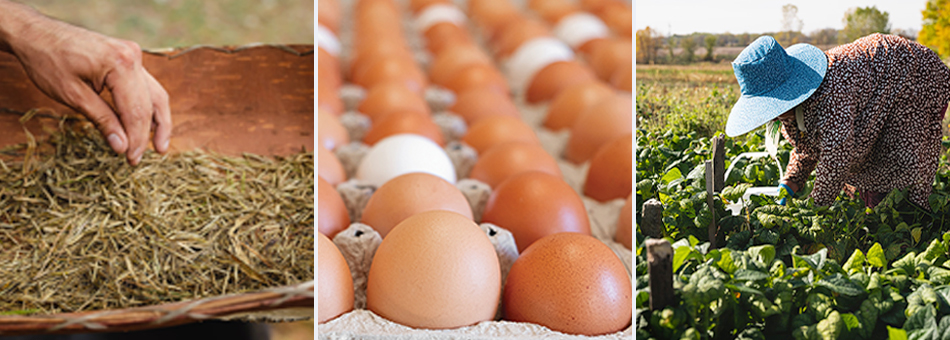 Collage of wild rice, eggs, and a farmer in a green bean field