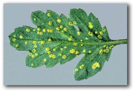 leaf with symptoms of CWR