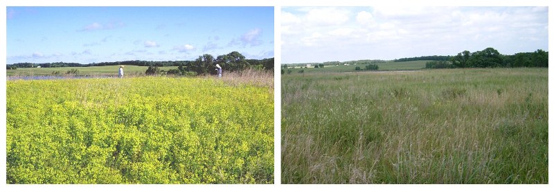 Contrast between before and after biocontrol with spurge beetles