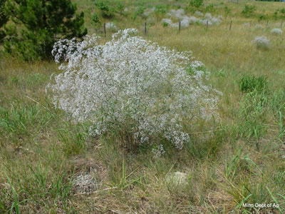 March 2017 Weed of the Month: Baby's Breath