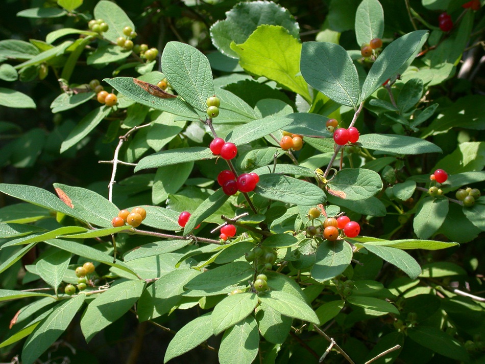Morrow's honeysuckle berries