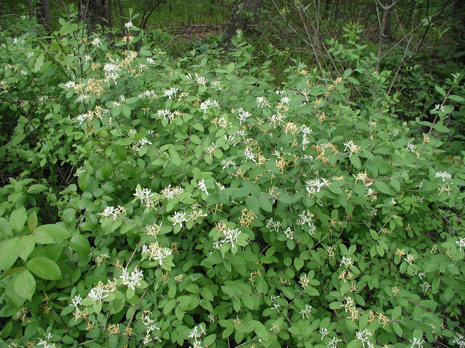 Morrow's honeysuckle plant. 