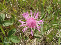 Meadow knapweed flower
