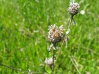 Meadow knapweed seedhead