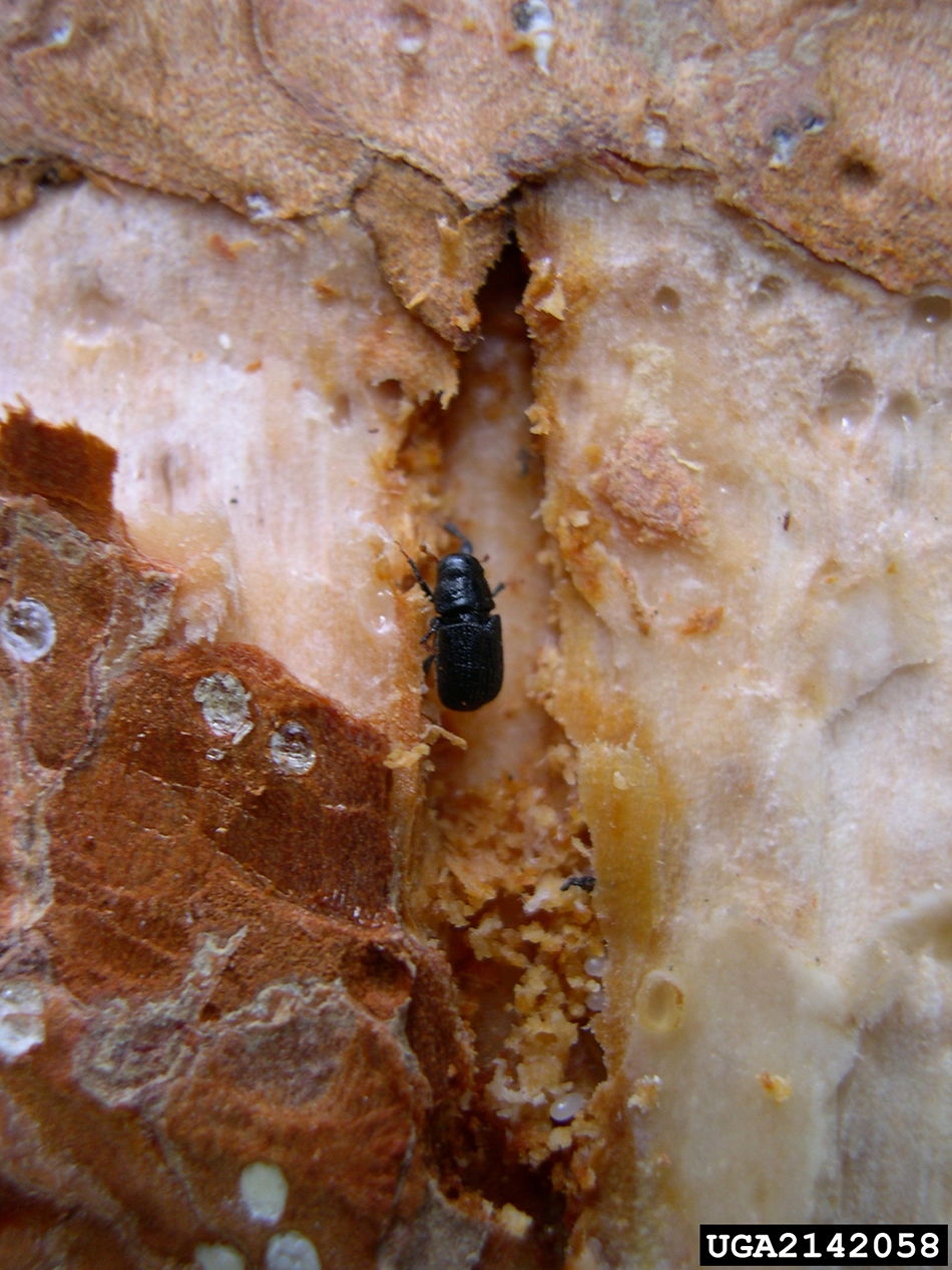 adult mountain pine beetle