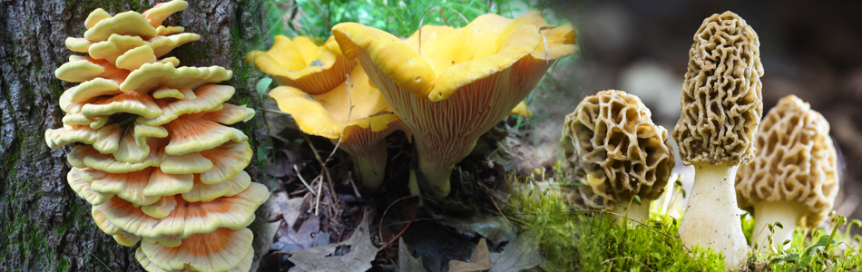 wild mushrooms