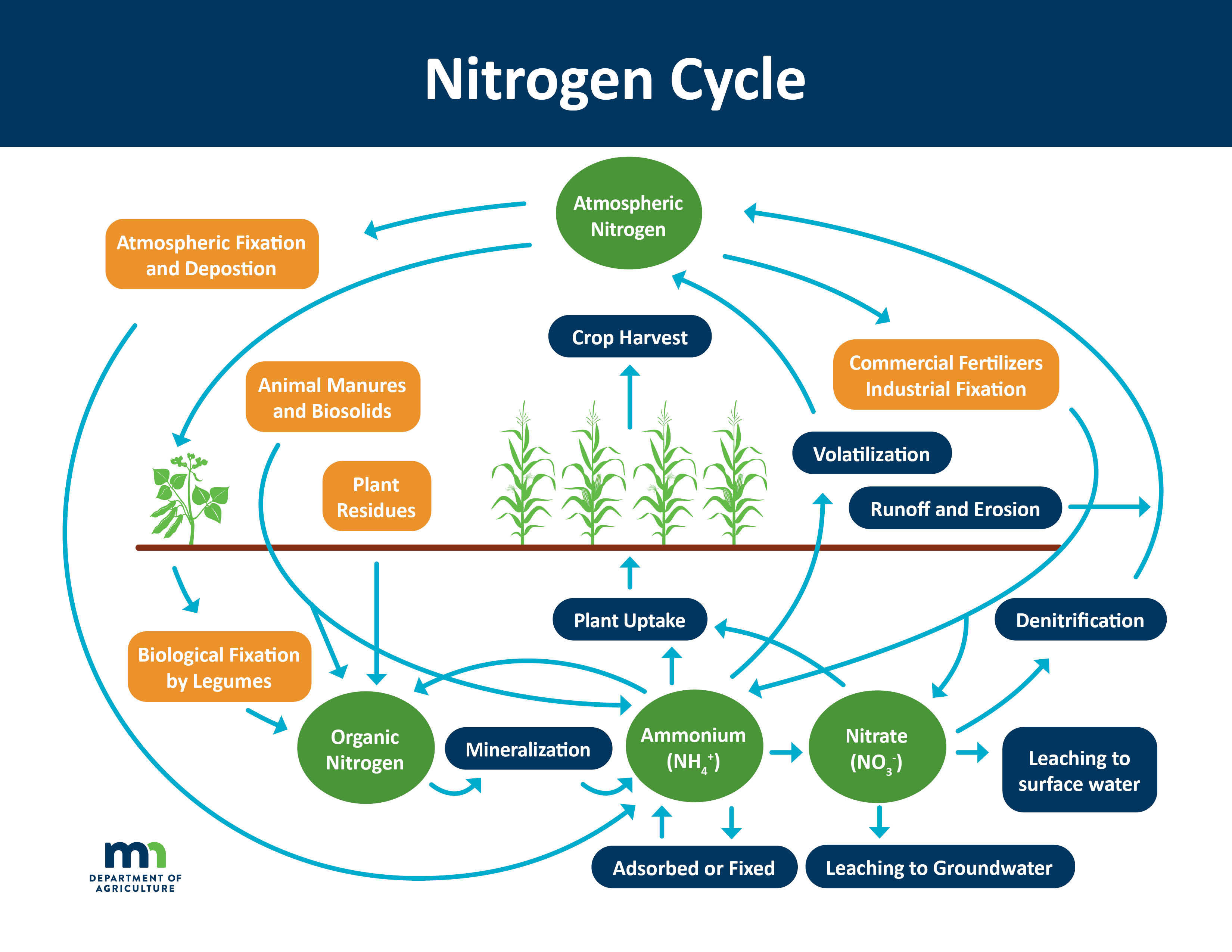 Graphic illustration of the nitrogen cycle on a farm field with corn and soybean crops. Atmospheric nitrogen is converted to ammonium and organic nitrogen respectively through atmospheric fixation and deposition and biological fixation by legumes and is added to the soil. Animal manures and biosolids, plant residues, and commercial fertilizers (industrial fixation) are sources of nitrogen that are incorporated into the soil as organic nitrogen (manure, biosolids, plants), ammonium (manure, biosolids, commercial fertilizers), or nitrate (commercial fertilizer). Once in the soil, organic nitrogen can be converted to ammonium, and ammonium to organic nitrogen or nitrate. Ammonium can be adsorbed, fixed, volatilized, or be taken up by plants. Nitrate can leach deeper into the soil, be taken up by plants or released back into the air through denitrification. Nitrogen leaves the system through crop harvest or by runoff and erosion.  