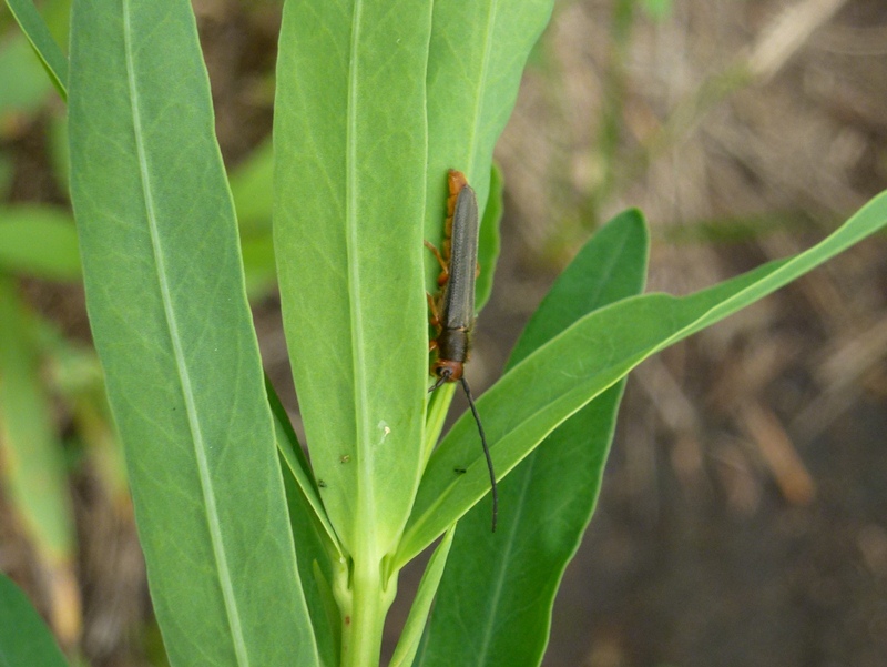 Leafy spurge bioagent: Oberea, a stem boring beetle