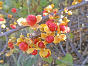 Oriental bittersweet fruit capsules are yellow