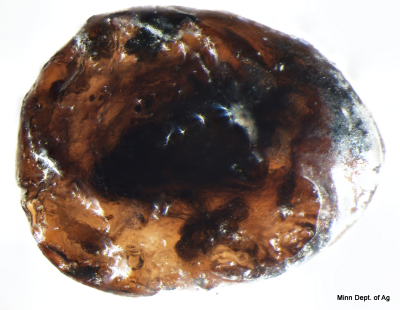 Parasitized EAB egg with the developing Oobius agrili visible inside