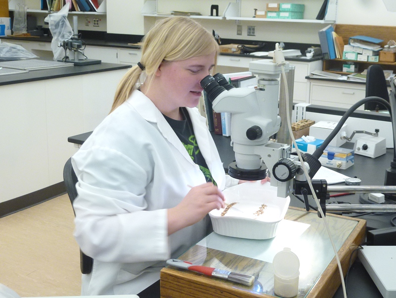 Bark samples are examined to look for EAB eggs