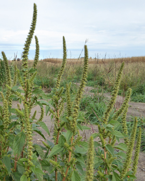 Palmer amaranth plant