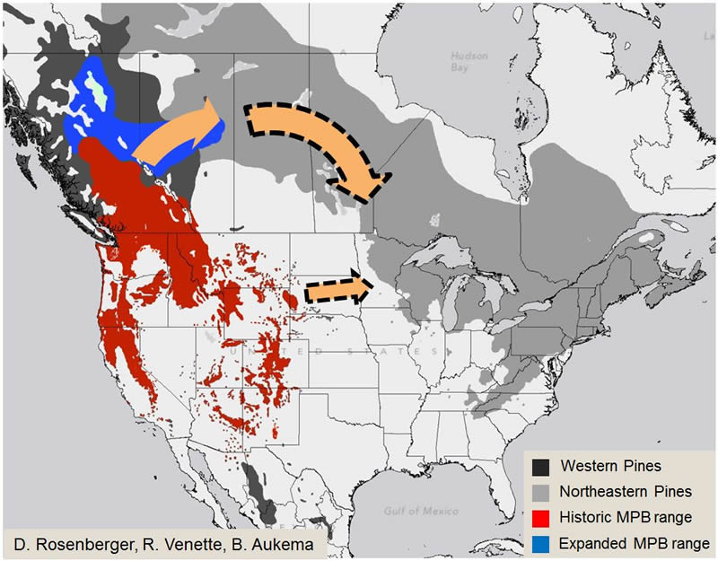 map of mountain pine beetle pathway from western N. America to Upper Great Lakes