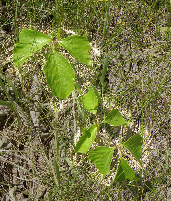 Poison ivy plants in a grassland