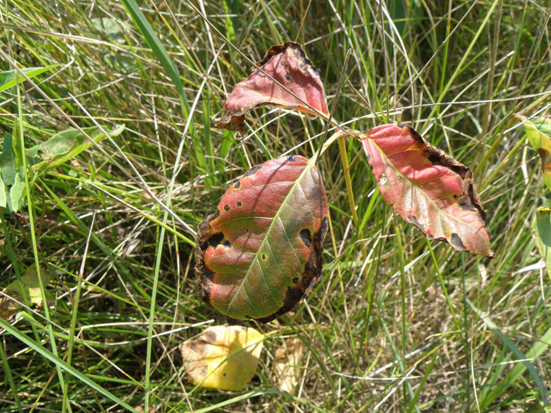 Poison ivy late season leaves