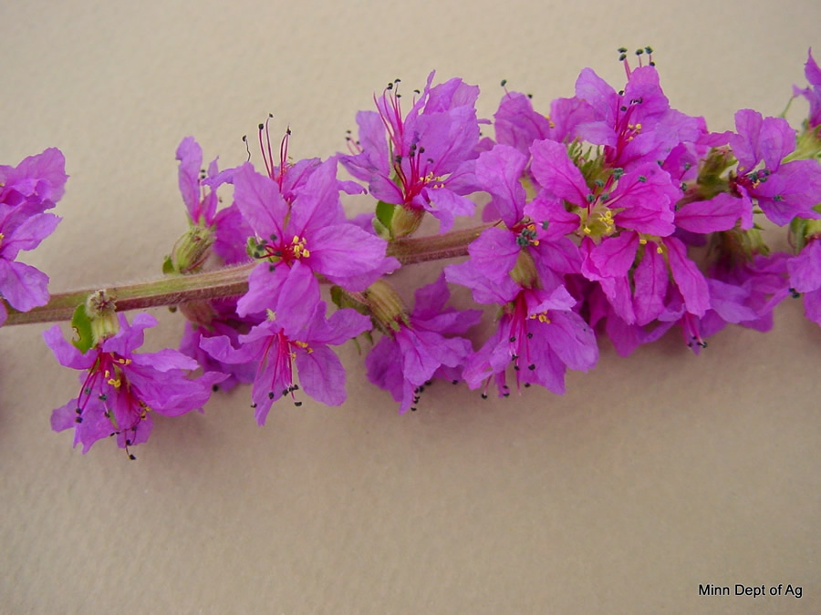 Purple loosestrife flower