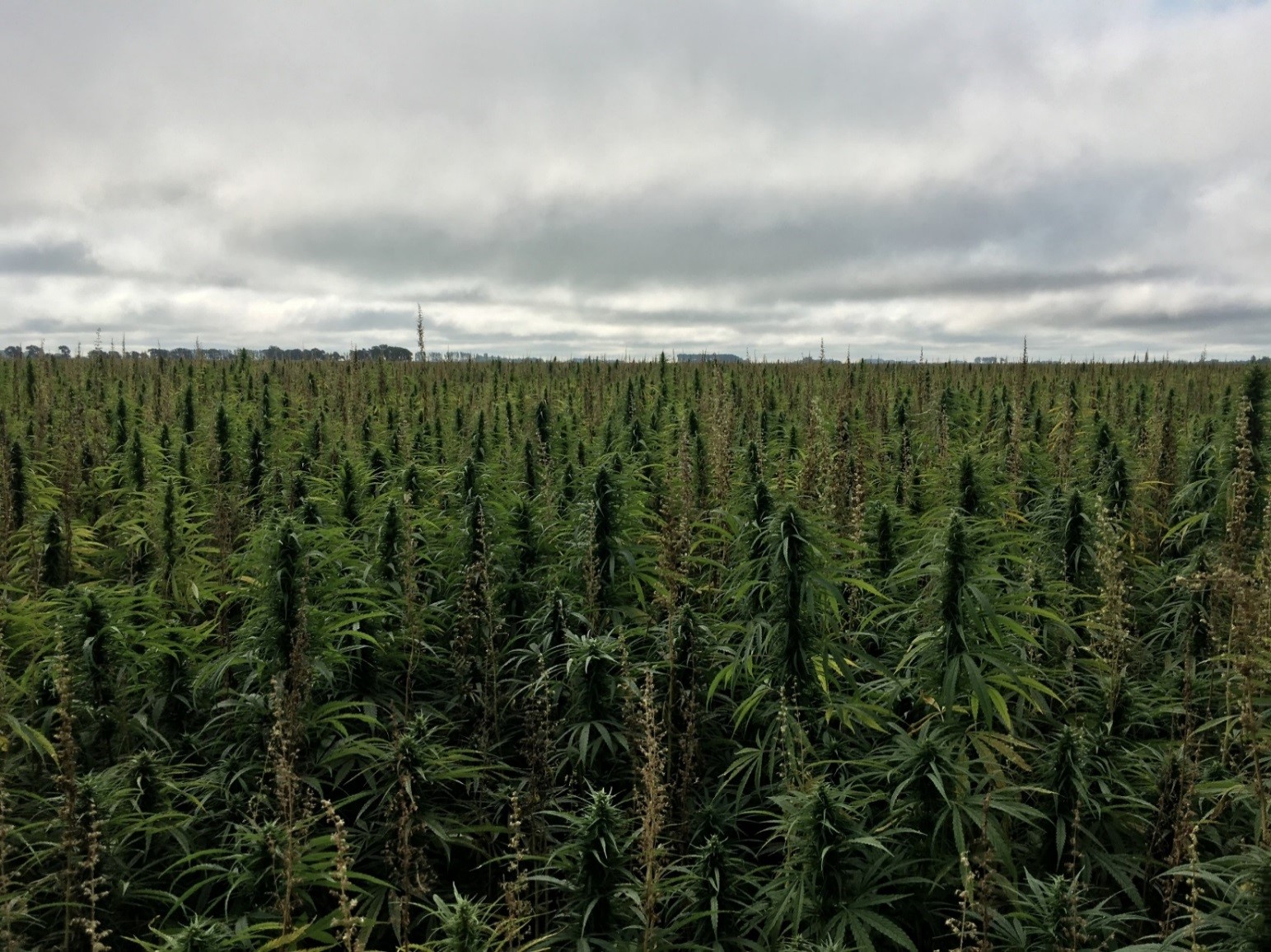 A field of industrial hemp growing in Polk County, Minnesota. The male flowers are dying back and the female plants are starting to set seed.