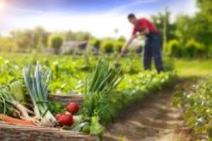 produce basket with farmer in the background