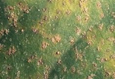 CWR pustules on leaf surface