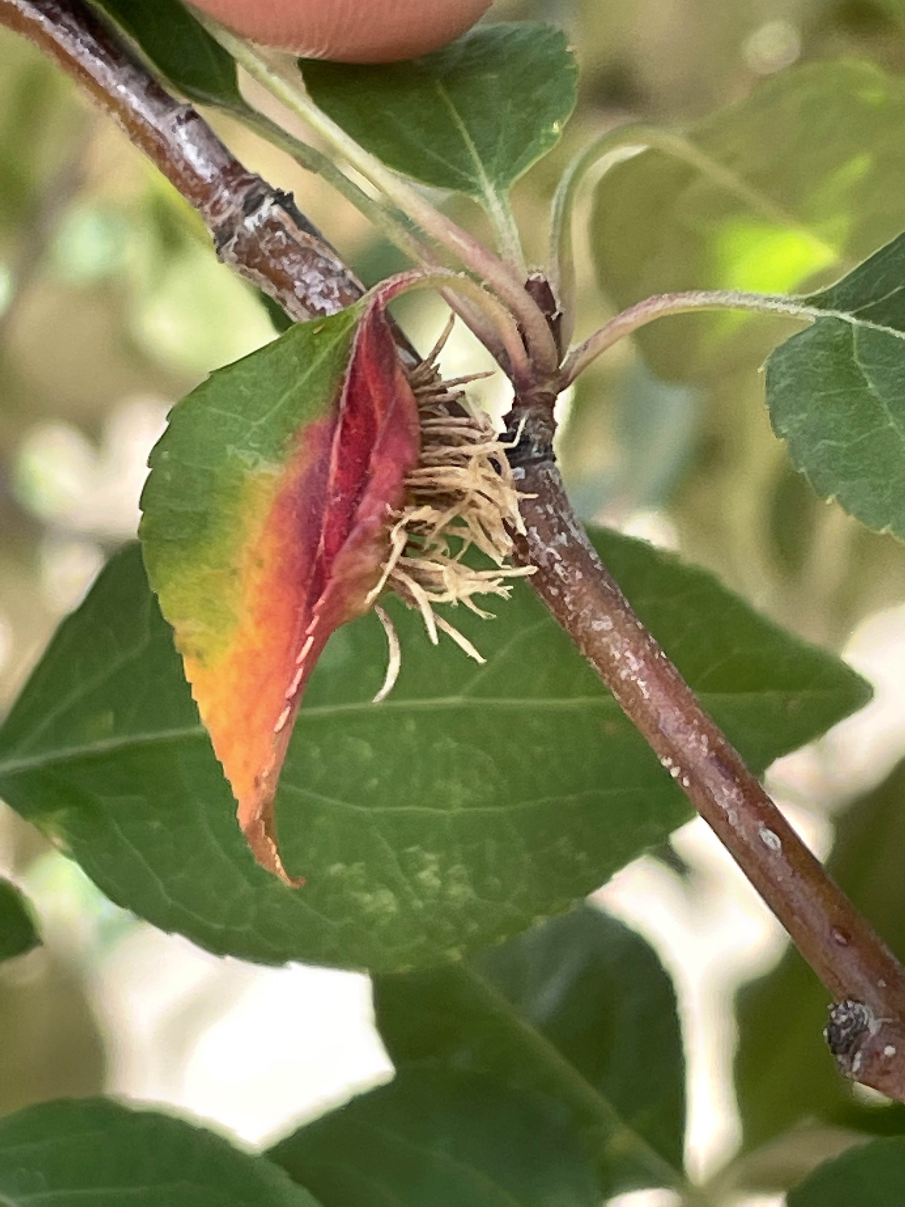 Fungal spore on the lower leaf surface.