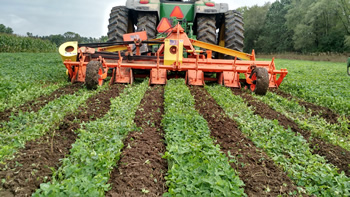 Tractor is performing rotary tillage in a cover crop of clover to create rows for planting corn. Alternating strips of tilled soil and clover remain.