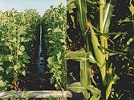 Sunflowers and corn growing as row crops