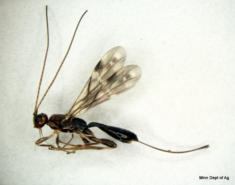 adult Spathius galinae wasp