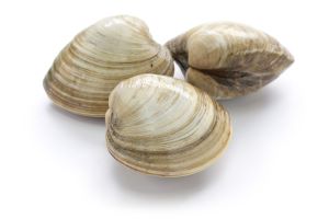 Shellstock against a white background