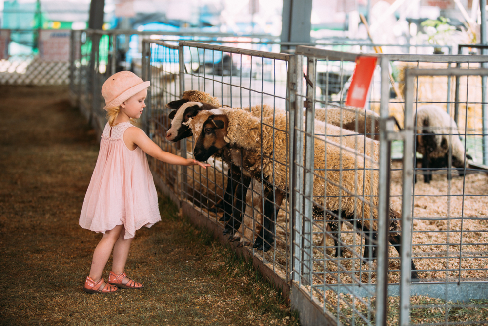 child greeting sheep at fair