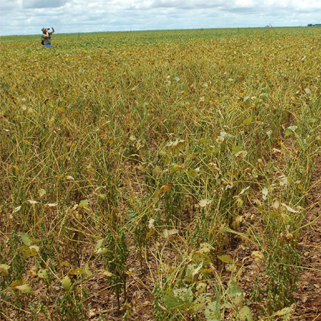 Soybean field