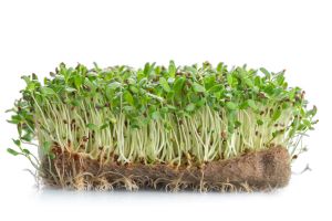 Seed sprouting against white background