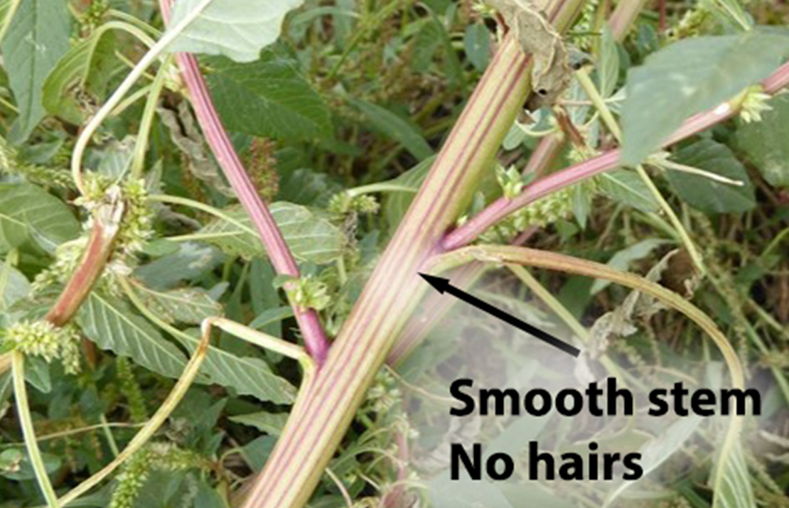 Stem is smooth with no hairs.