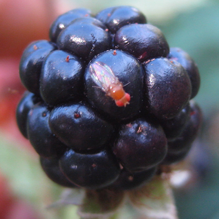 Spotted wing drosophila male on blackberry. Photo by the MDA.