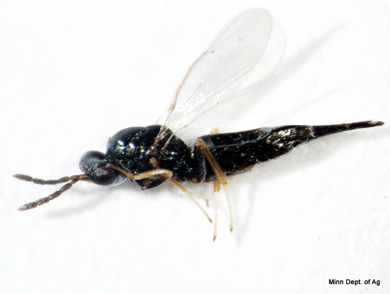 adult tetrastich planipennisi