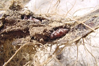 Root weevil, Cyphocleonus achates, pupa and pupal chamber in spotted knapweed root