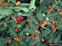 Tatarian honeysuckle berries