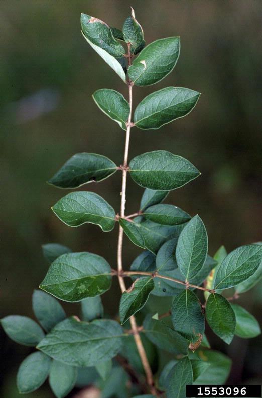 Tatarian honeysuckle foliage