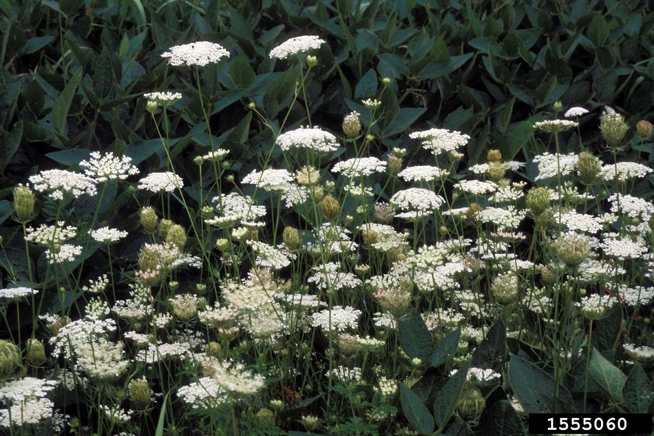 Wild carrot flowers, photo by Ohio State Weed Lab, The Ohio State University, Bugwood.org