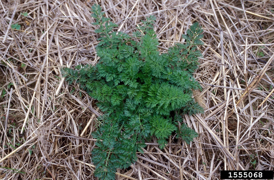 Wild carrot rosette, photo by Ohio State Weed Lab, The Ohio State University, Bugwood.org