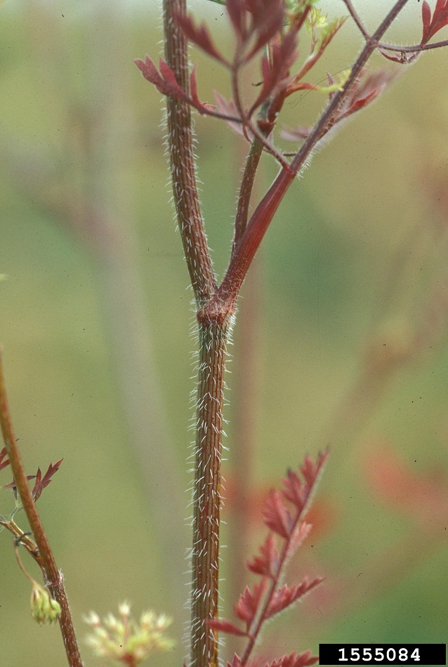 Wild carrot stem, photo by Catherine Herms, The Ohio State University, Bugwood.org