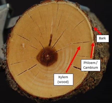 Wood cross section.