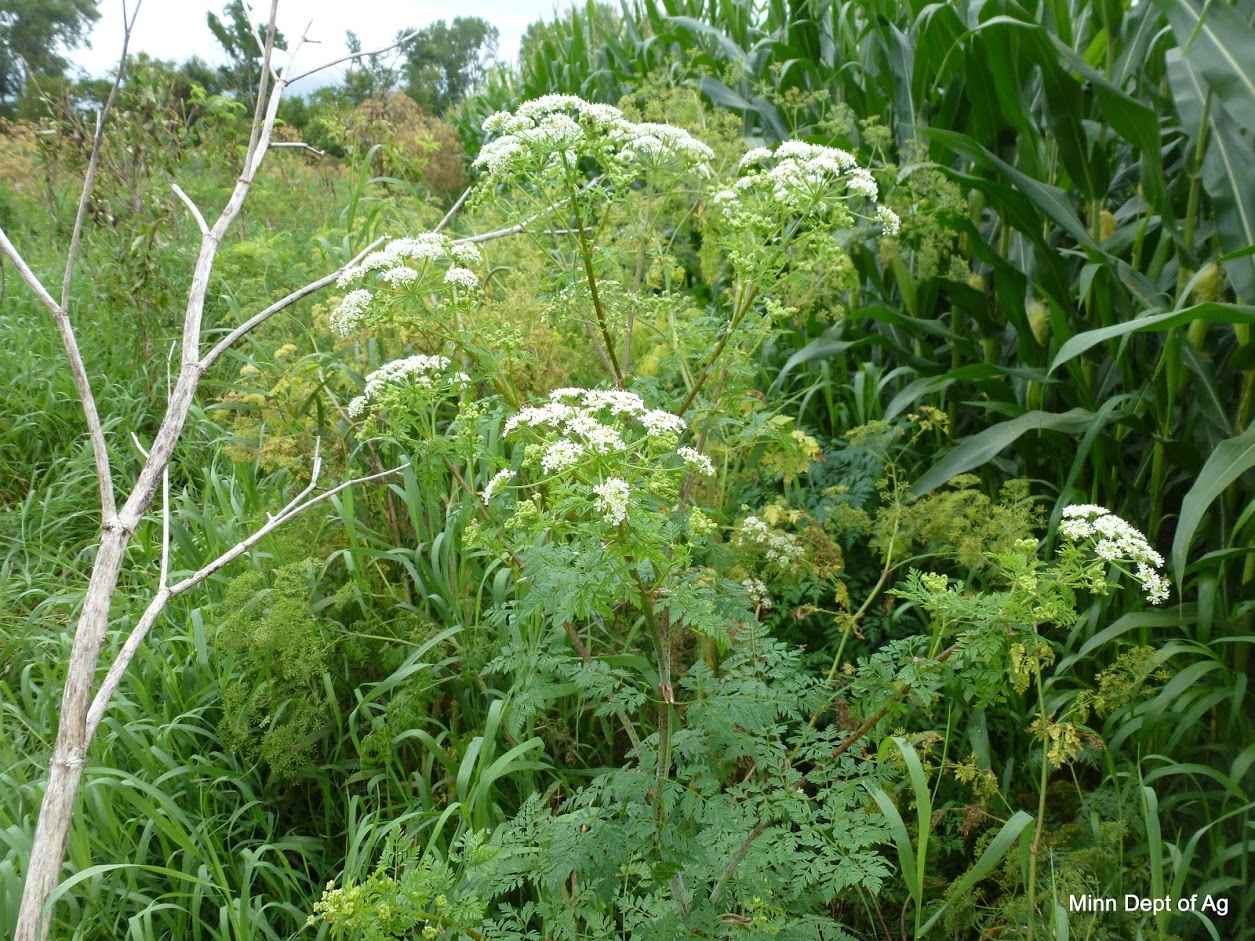 Poison hemlock was added to the eradicate list in 2018