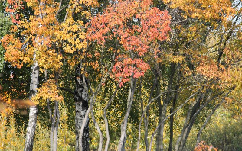 A group of trees in a line. The trees are in fall colors with leaves ranging from yellow to orange.