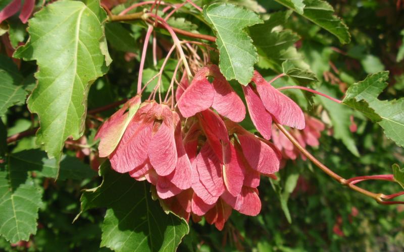 An image of the red, winged, fruits in the center of green tree leaves.