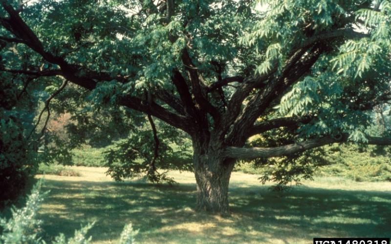 A tree in the middle of the frame, with a short trunk and sprawling, low limbs that extend throughout the entire top of the image. Leaves are somewhat droopy.