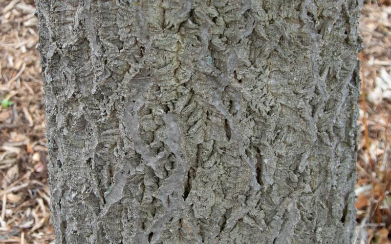 A grey tree trunk. Trunk has ridges with flat tops. 