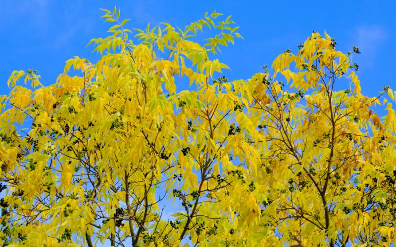 Several bright yellow trees with dark, grape-like fruits in the foreground. The background is a bright blue sky.