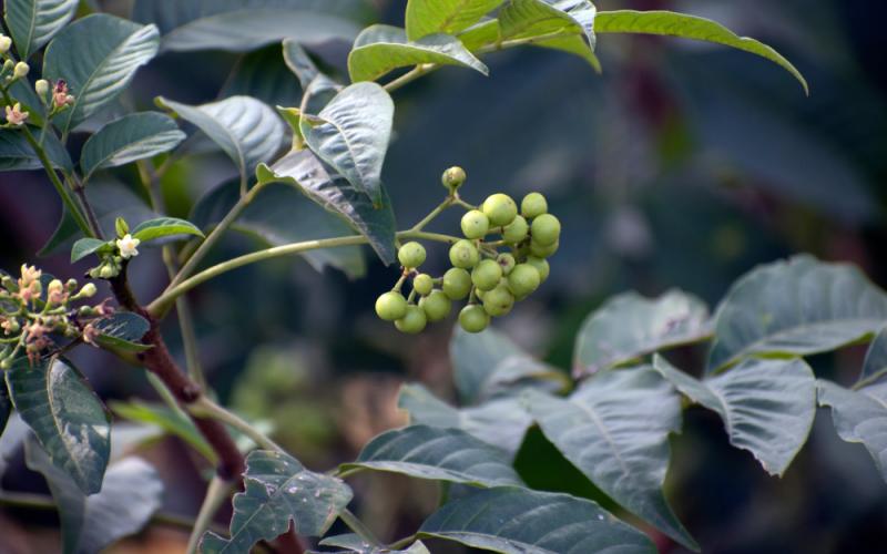 A close-up photo. There is green fruit in the foreground, branching from a twig on the left-hand side. There is also many sets of glossy green compound leaves and a few small, white flowers. 