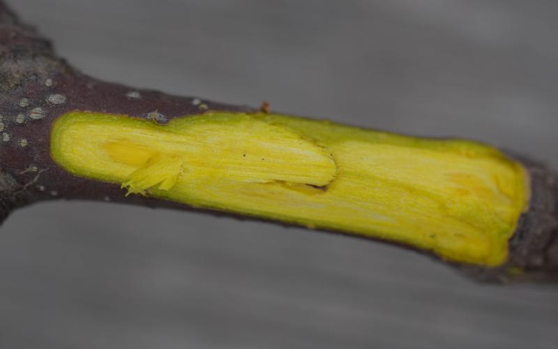 A close-up photo of a dark brown twig that has been cut open to reveal bright yellow inner bark. 