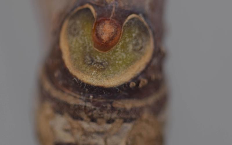 A close-up photo of a dark brown twig. In the foreground is an upside-down horseshoe-shaped leaf scar, with a small brown bud in the middle of it. 